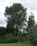 Peel Holdings Destruction at Birchfield Salford 